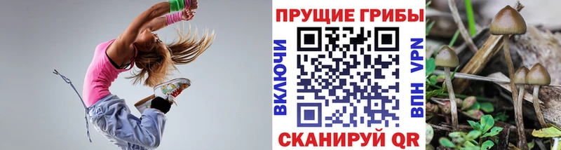 Псилоцибиновые грибы Psilocybine cubensis  площадка клад  Сегежа 